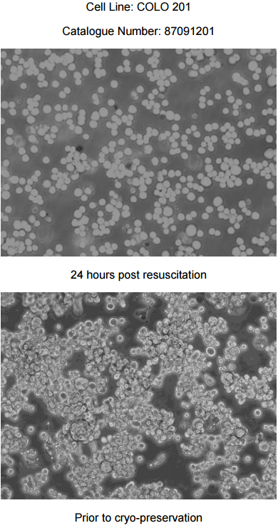 COLO 201细胞图片